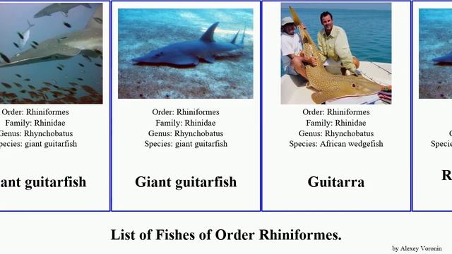 List of Fishes of Order Rhiniformes. guitarfish Bowmouth Giant Smoothnose Modern Situations Heads смотреть онлайн