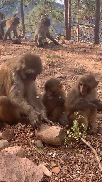 funny monkey videos,funny monkey,monkey videos,funny monkeys,monkey video,monkey,funny videos, смотреть онлайн