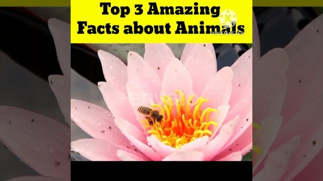 Top 3 Amazing facts about Animals #youtubeshorts #trending #viral #facts #shorts смотреть онлайн
