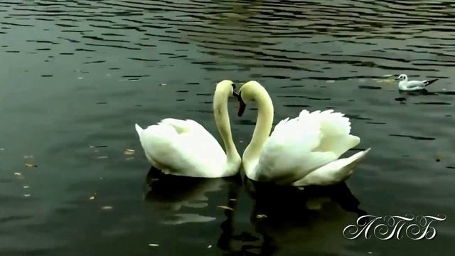 Марина Бриз " Лебеди " смотреть онлайн