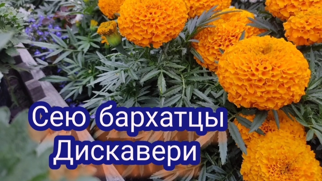 Сею бархатцы Дискавери смотреть онлайн