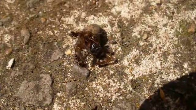 ant attack смотреть онлайн