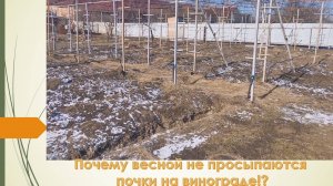 Причины вымерзания почек на винограде