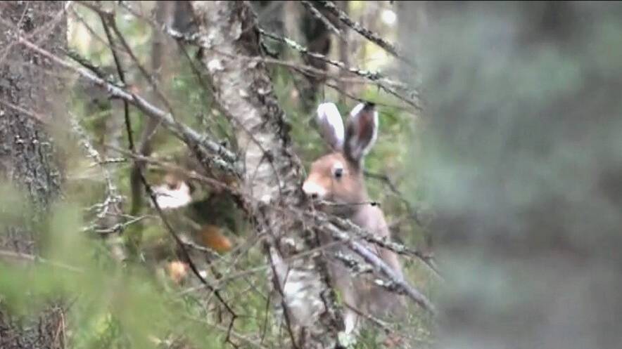 ОХОТА НА ЗАЙЦА ИЗ ДЕЛЯНКИ . Русские гончие Аргон и Лайма вл. Шатров В.А.#охотасгончей#топ#hunting смотреть онлайн