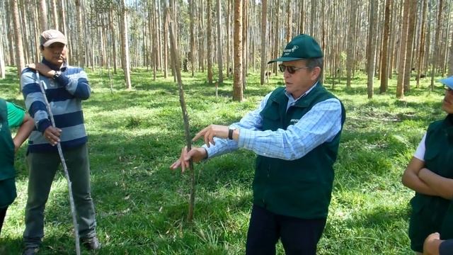 Como medir la altura de un árbol con alta precisión sin instrumentos смотреть онлайн
