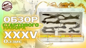 ОБЗОР И ЗАСЕЛЕНИЕ В ANTSMINSK XXXV ОАЗИС 2025