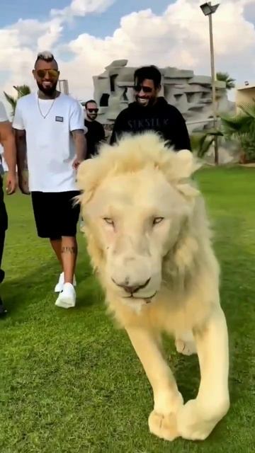 Dubai King Shaikh Nawab With White Lion Pet| White Tiger #dubai#shorts #youtubeshort #lion #shorts смотреть онлайн