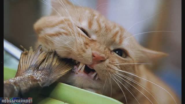 Можно ли кошку кормить рыбой смотреть онлайн