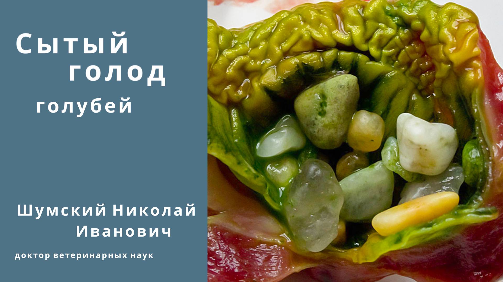 Сытый голод голубей