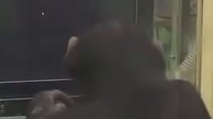 Умная обезьяна решает задачи