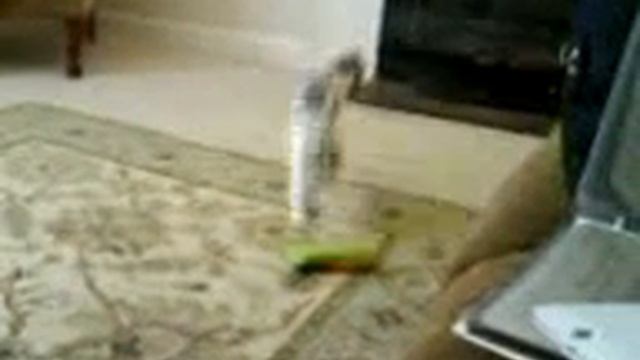 Snickers and Cat Nip смотреть онлайн