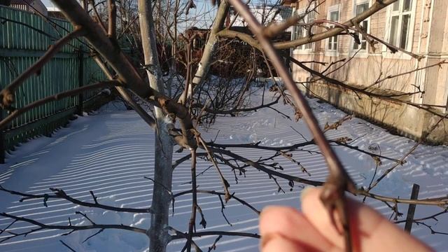 Что за наросты на ветках груши или яблони? смотреть онлайн