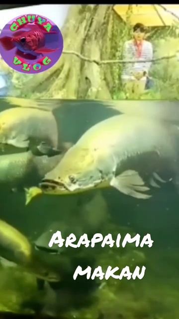 Ikan Arapaima lagi makan sangat mengerikan#shorts #youtubeshorts #ytshorts смотреть онлайн