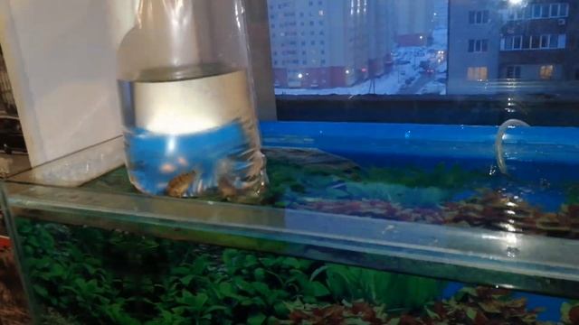 покупка рыбок и декорации! шопинг часть 2 смотреть онлайн