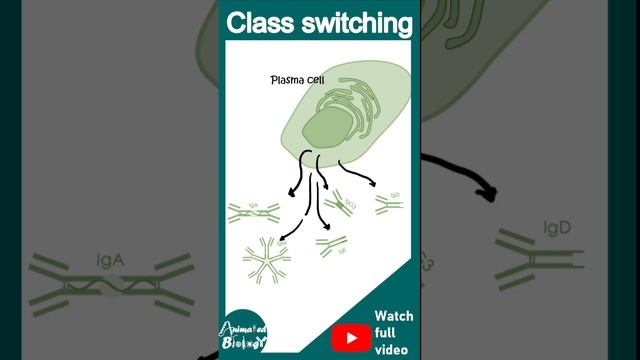 Isotype switching | Class switching | immunology in 1 minute | usmle смотреть онлайн