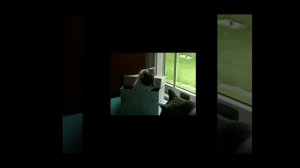 Выйду ночью в кухню с котом. Старый ролик нашёл на просторах интернета