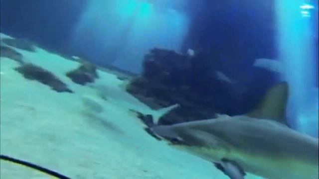 hammerheads sharks смотреть онлайн