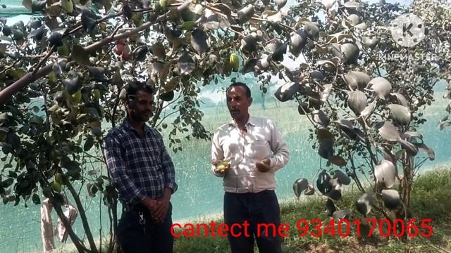 Apple ber ki kheti #Apple ber ki kheti kaise kare #Apple ber смотреть онлайн