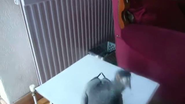BRILLIANT Scraggy Entertains Again... Videos of a Clever Funny Feral Pigeon смотреть онлайн