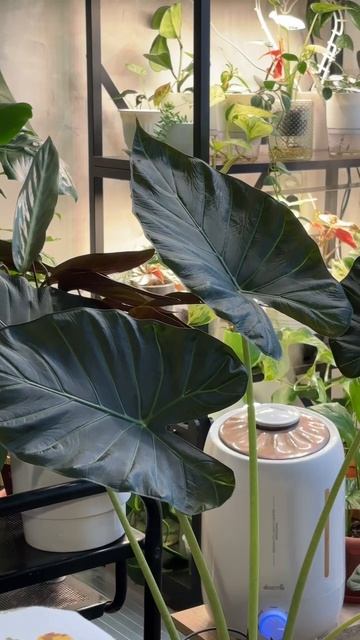 Как растёт алоказия регал шилдс? смотреть онлайн