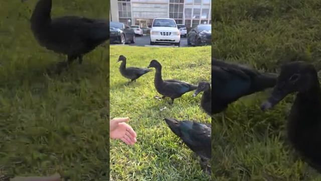 Гуси Утки смотреть онлайн