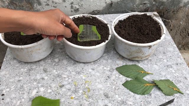 How to propagate Turnera ulmifolia from leaves смотреть онлайн