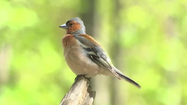 Зяблик. Пение зяблика #nature смотреть онлайн