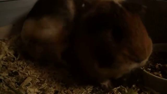 Морская свинка смотреть онлайн