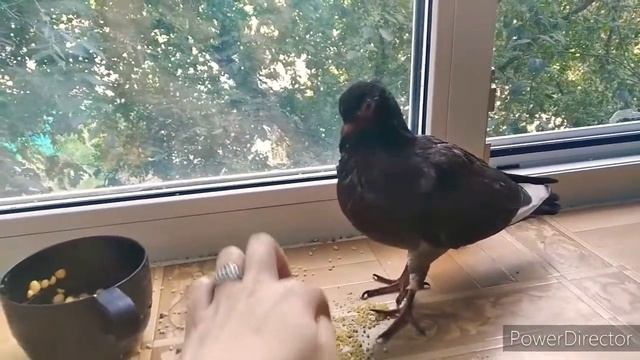 ГОША УЧИТСЯ КУШАТЬ!💐🥰 смотреть онлайн