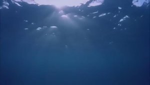 Пение Китов Звуки для Сна