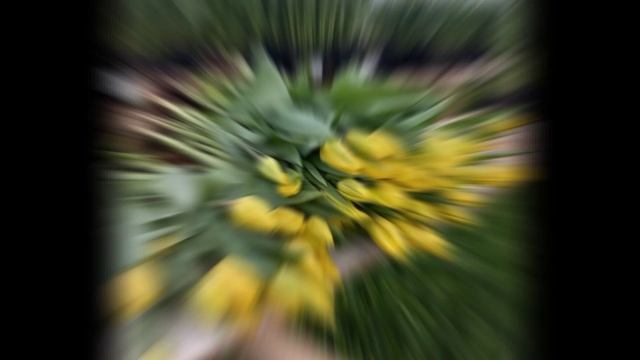 выгонка тюльпанов смотреть онлайн