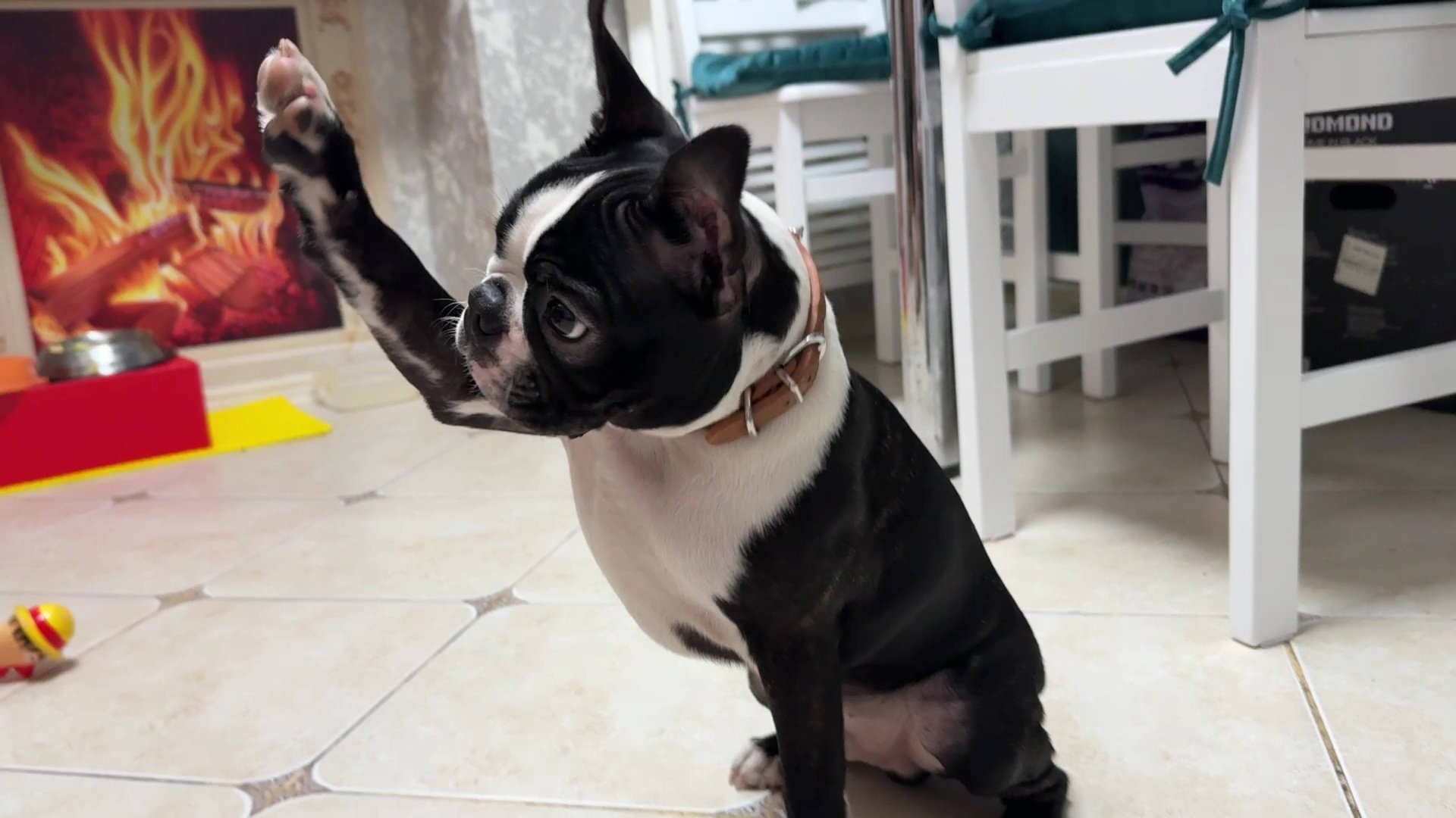 Какие команды выучил Тайсон? Тренировка Бостон Терьера смешные животные собаки видео смотреть онлайн