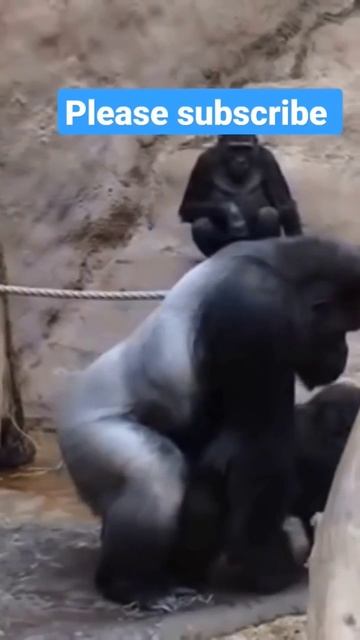 mating 😲 😱 #rashmikamandanna#rashmika смотреть онлайн