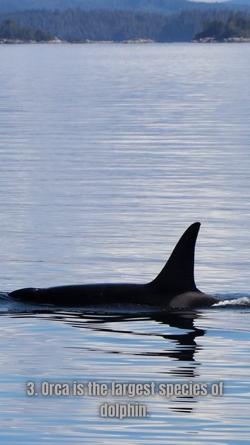 5 Facts About Orcas смотреть онлайн