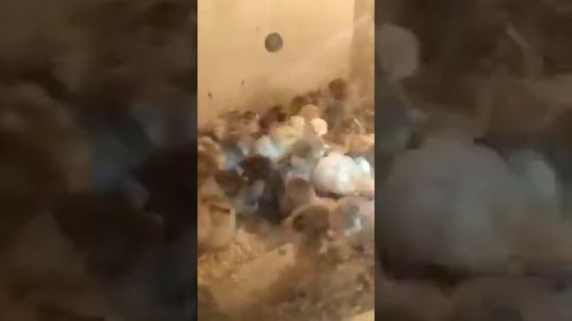 Кучинский балапандар смотреть онлайн