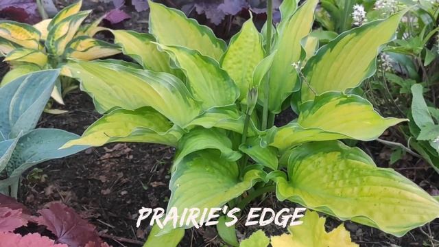 Прекрасный сорт хосты Prairie's Edge#hosta #хоста #сорта #коллекция смотреть онлайн