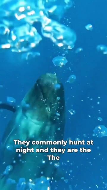 Third largest dolphin species! False killer whale facts #shorts #whale #ocean смотреть онлайн