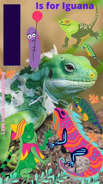 I is for Iguana ll Alphabet Letter I sound #shorts смотреть онлайн