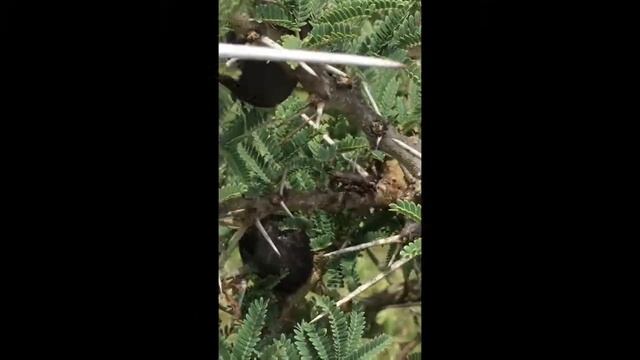 Acacia ants defend home against beetle смотреть онлайн
