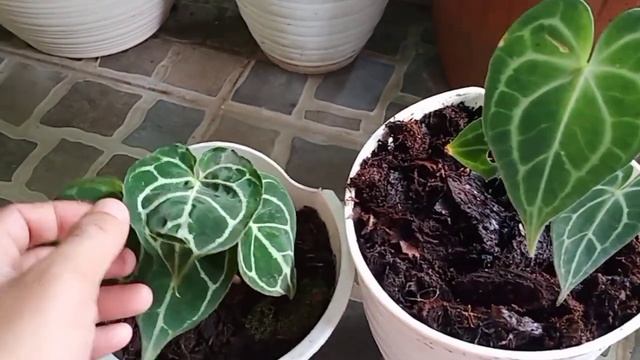 PERBEDAAN ANTHURIUM KUPING GAJAH TARANTULA DENGAN KUPING GAJAH MINI смотреть онлайн