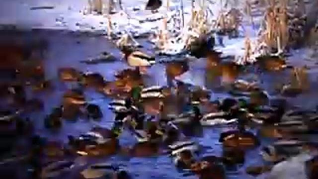 вот так вот у меня в районе много уток)))))) смотреть онлайн