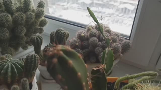 Коллекция суккулентов: кактусы и их родственники