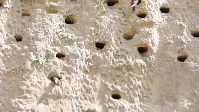 20.06.20 ласточки-береговушки смотреть онлайн