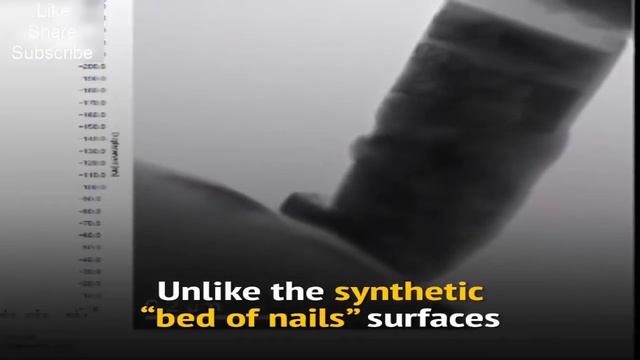 How Deadly Dragonfly Wings Bust Up Bacteria смотреть онлайн