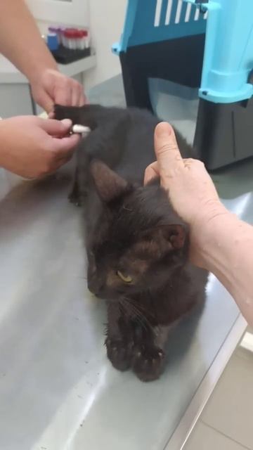 Чешке меряют температуру 🐱 Кошка Чешка в клинике на обследовании смотреть онлайн