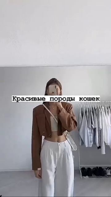красивые породы кошек😻 #shorts смотреть онлайн