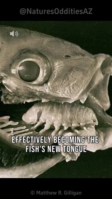 Semaphore Exigua | The Tongue Eating Parasite смотреть онлайн