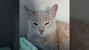 Песня про кота Барсика (Feat. Prod. Детский Шансон)