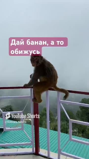 Дхарамсала. Индия. Дикая обезьяна.