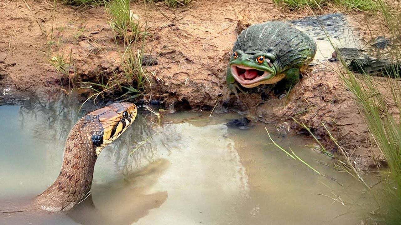 Эта Лягушка-Монстр Сожрёт Что Угодно! Африканская Лягушка-Бык в Действии! смотреть онлайн
